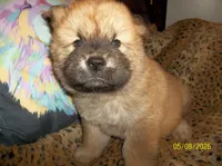 SIMBA, a male Chow Chow for sale in Middleburg, FL – 1 of 4