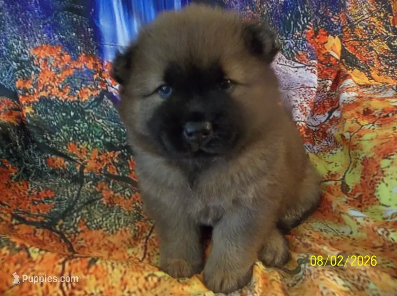 NALA – Chow Chow puppy for sale in Middleburg, FL