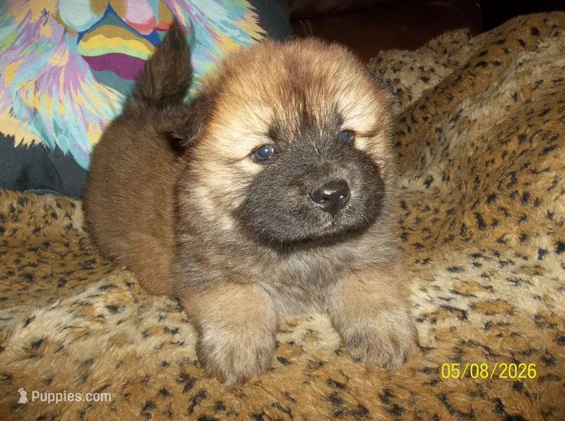 NALA – Chow Chow puppy for sale in Middleburg, FL