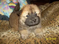 NALA, a female Chow Chow for sale in Middleburg, FL – 1 of 4