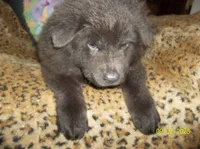 BLUE ANGEL, a female Chow Chow for sale in Middleburg, FL – 3 of 5