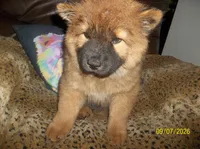NALA, a female Chow Chow for sale in Middleburg, FL – 5 of 5