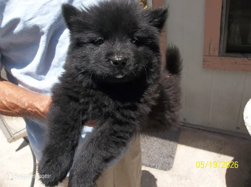 RAVEN – Chow Chow puppy for sale in Middleburg, FL