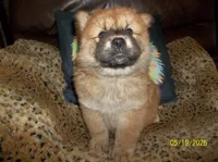 MARIAH, a female Chow Chow for sale in Middleburg, FL – 4 of 4