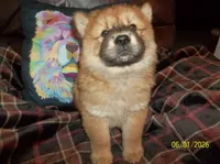 CHAYANNE, a female Chow Chow for sale in Middleburg, FL – 4 of 6