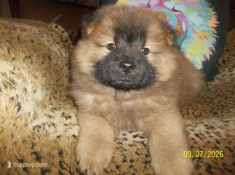 MARIAH – Chow Chow puppy for sale in Middleburg, FL