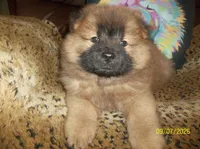 MARIAH, a female Chow Chow for sale in Middleburg, FL – 1 of 4