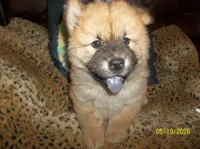 POOH BEAR, a male Chow Chow for sale in Middleburg, FL – 4 of 4