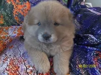 SUSHI, a female Chow Chow for sale in Middleburg, FL – 2 of 5