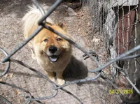 PIPER, a female Chow Chow for sale in Middleburg, FL – Photo 2 of 2