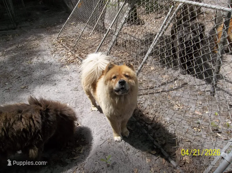PIPER – Chow Chow puppy for sale in Middleburg, FL