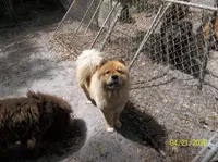 PIPER, a female Chow Chow for sale in Middleburg, FL – Photo 1 of 2