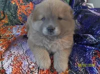 SUSHI, a female Chow Chow for sale in Middleburg, FL – 5 of 5