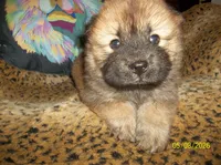 NALA, a female Chow Chow for sale in Middleburg, FL – 4 of 4