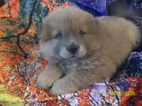 SUSHI, a female Chow Chow for sale in Middleburg, FL – 3 of 5