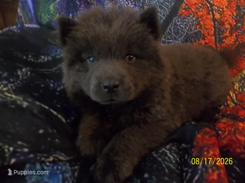 STORMY BLUE – Chow Chow puppy for sale in Middleburg, FL