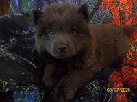 STORMY BLUE, a female Chow Chow for sale in Middleburg, FL – 1 of 4