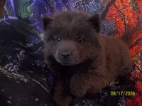 STORMY BLUE, a female Chow Chow for sale in Middleburg, FL – 4 of 4