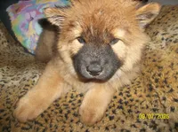 NALA, a female Chow Chow for sale in Middleburg, FL – 4 of 5