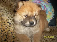 MARIAH, a female Chow Chow for sale in Middleburg, FL – 2 of 4