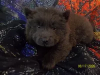 MISTY BLUE, a female Chow Chow for sale in Middleburg, FL – 3 of 3