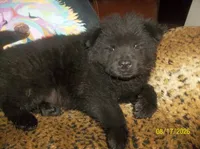BLACK JACK, a male Chow Chow for sale in Middleburg, FL – 2 of 3