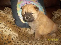 SIMBA, a male Chow Chow for sale in Middleburg, FL – 4 of 4