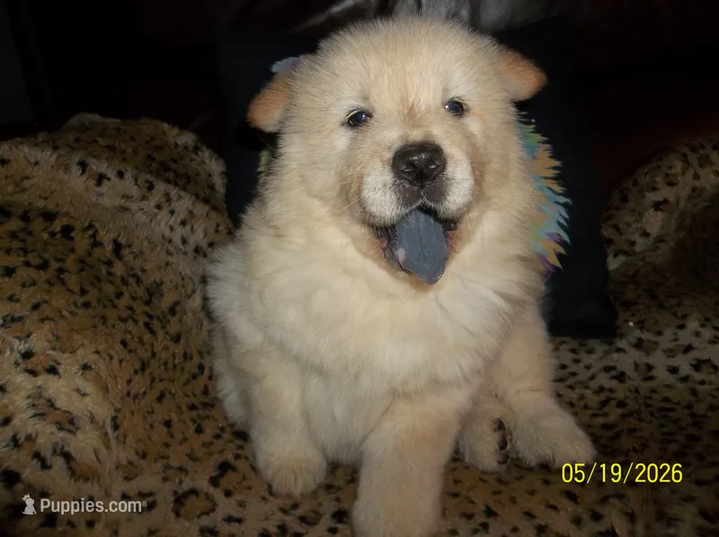 CREAM PUFF – Chow Chow puppy for sale in Middleburg, FL
