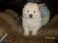 FROSTY, a male Chow Chow for sale in Middleburg, FL – 3 of 4