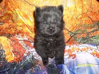 RAVEN, a female Chow Chow for sale in Middleburg, FL – 1 of 4