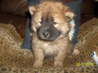 MYA, a female Chow Chow for sale in Middleburg, FL – 5 of 5
