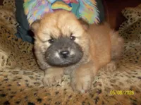 SIMBA, a male Chow Chow for sale in Middleburg, FL – 2 of 4