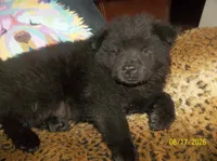 BLACK JACK, a male Chow Chow for sale in Middleburg, FL – 1 of 3