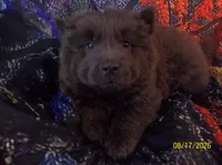 MISTY BLUE, a female Chow Chow for sale in Middleburg, FL – 2 of 3