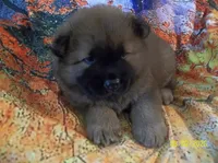 NALA, a female Chow Chow for sale in Middleburg, FL – 5 of 5