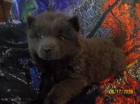 STORMY BLUE, a female Chow Chow for sale in Middleburg, FL – 2 of 4