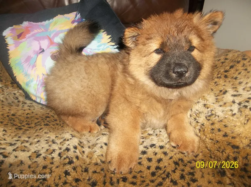 NALA – Chow Chow puppy for sale in Middleburg, FL