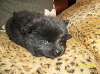 RAVEN, a female Chow Chow for sale in Middleburg, FL – 4 of 4