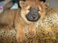 NALA, a female Chow Chow for sale in Middleburg, FL – 2 of 5
