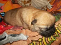 NIKKO, a male Chow Chow for sale in Middleburg, FL – Photo 5 of 6