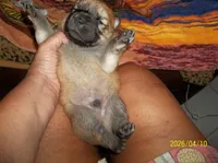 NIKKO, a male Chow Chow for sale in Middleburg, FL – Photo 3 of 6