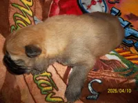 NIKKO, a male Chow Chow for sale in Middleburg, FL – Photo 2 of 6