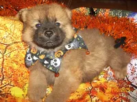 NIKKO, a male Chow Chow for sale in Middleburg, FL – Photo 6 of 6