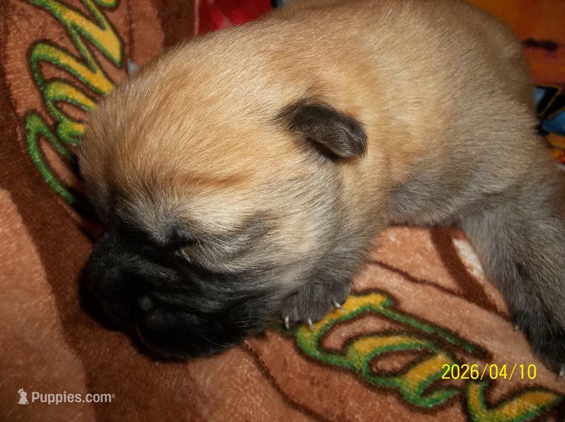 NIKKO – Chow Chow puppy for sale in Middleburg, FL