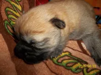 NIKKO, a male Chow Chow for sale in Middleburg, FL – Photo 1 of 6