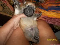 NIKKO, a male Chow Chow for sale in Middleburg, FL – Photo 4 of 6