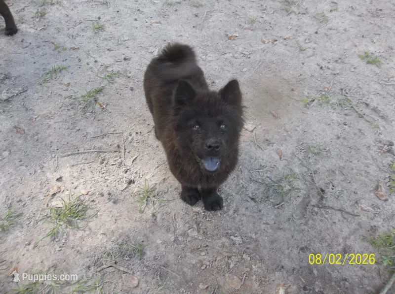 RAVEN – Chow Chow puppy for sale in Middleburg, FL