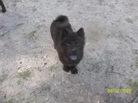 RAVEN, a female Chow Chow for sale in Middleburg, FL – 1 of 2