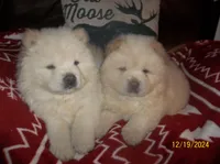 CREAM PUFF, a female Chow Chow for sale in Middleburg, FL – Photo 6 of 6
