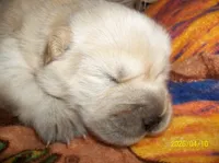 CREAM PUFF, a female Chow Chow for sale in Middleburg, FL – Photo 5 of 6